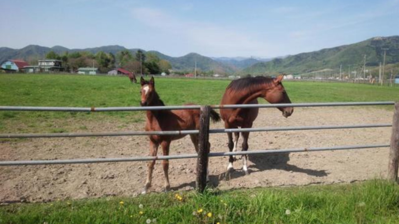 サラブレッドの平均寿命は 競走引退後は馬肉になるって本当